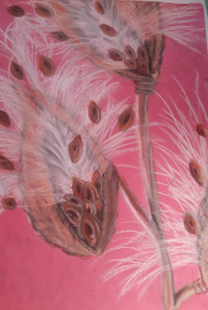 A drawn image of silkweed on a pink background