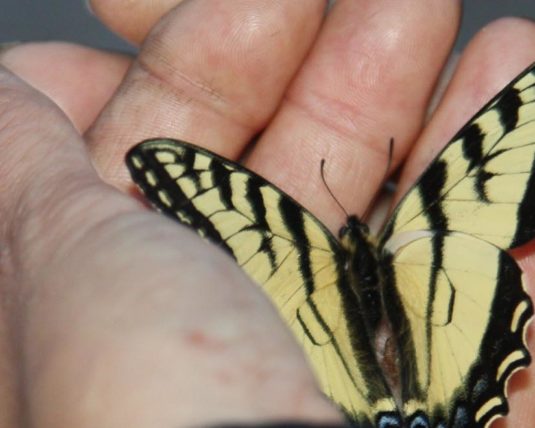 A yellow butterfly sits in a person’s hands