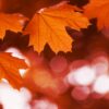 Close up of orange leaves hanging off tree branch